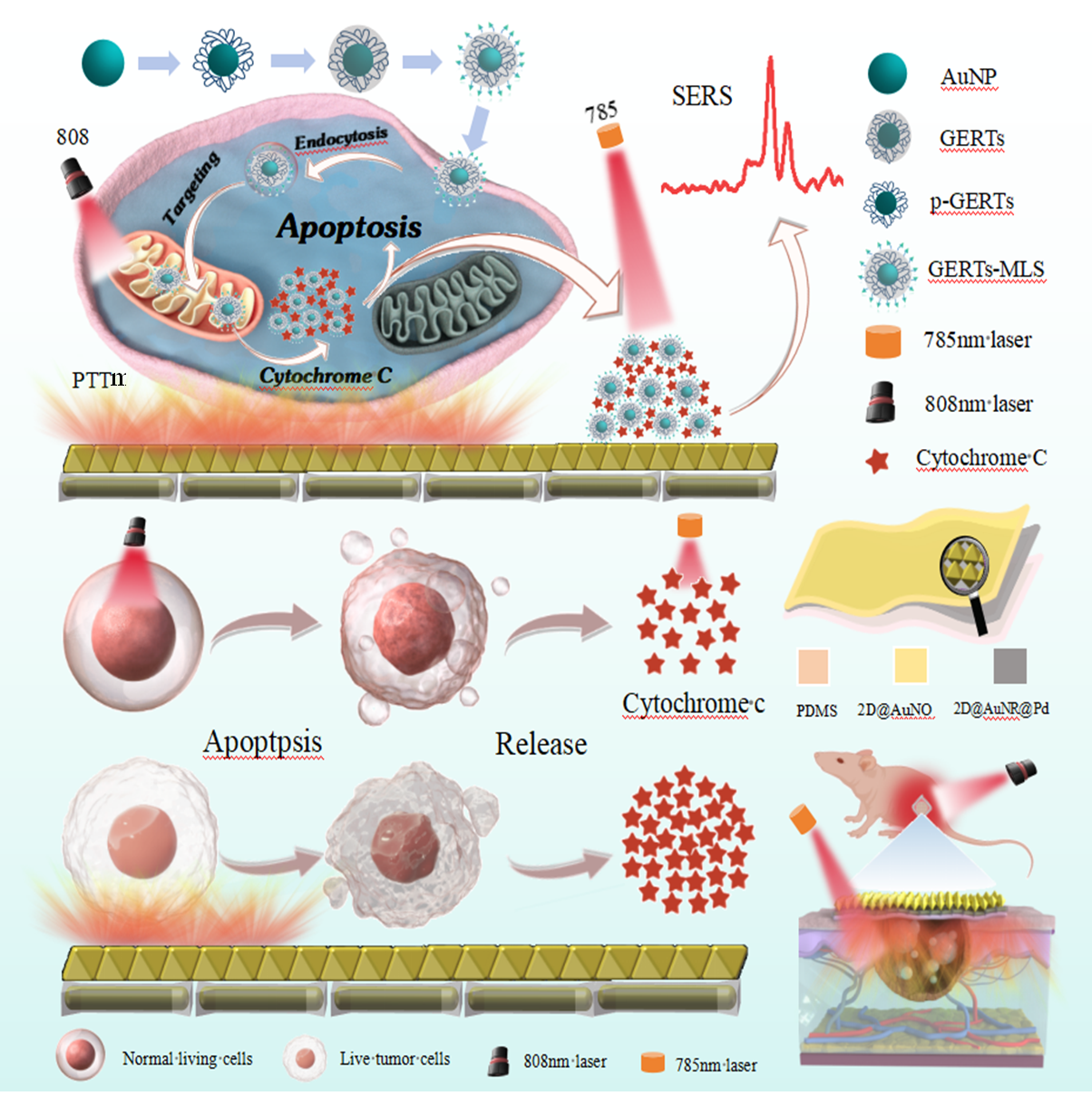 福建物構(gòu)所在基于SERS光譜的可穿戴生物智能傳感取得進展